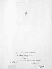 Puccinia recondita image